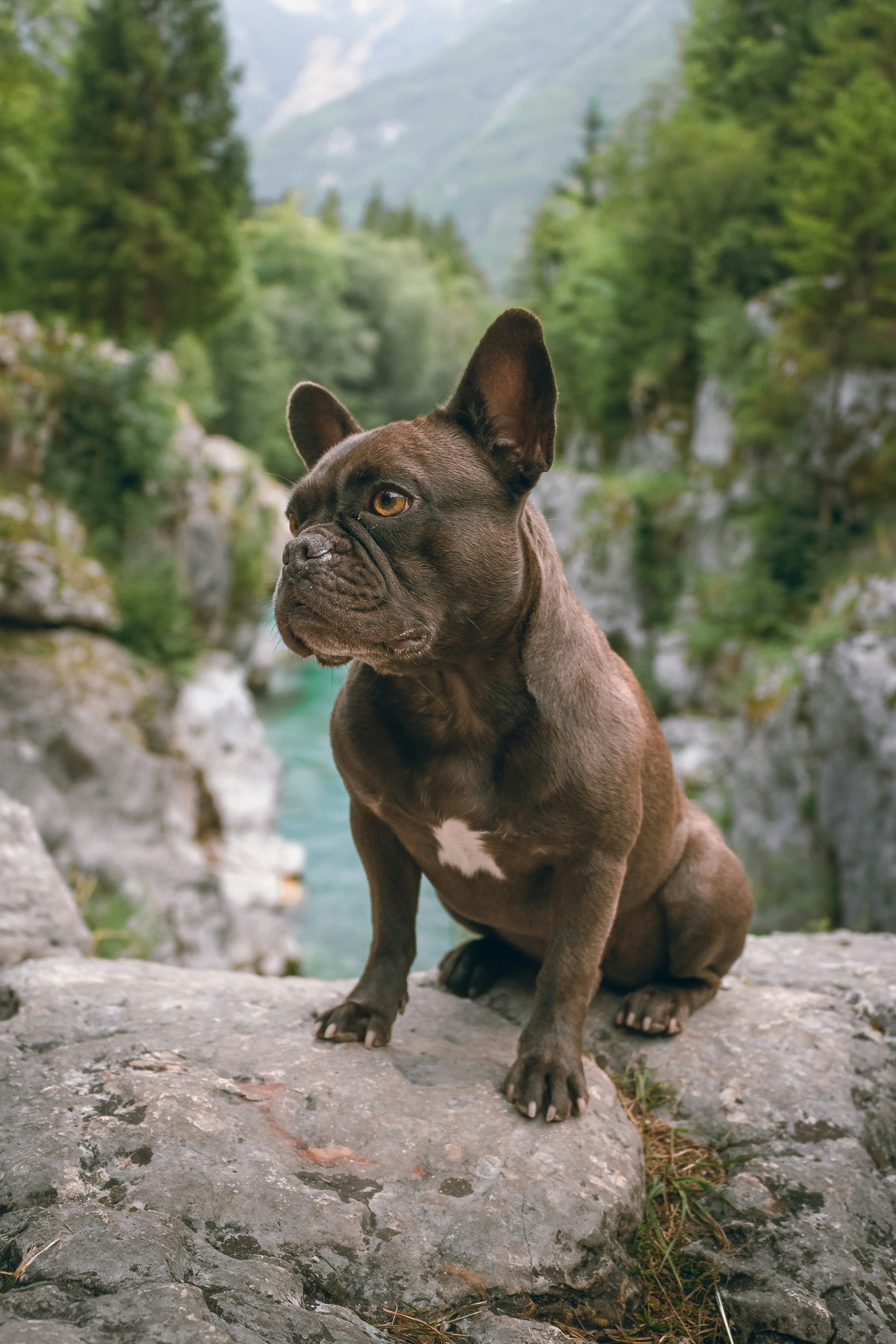 Bouledogue Français