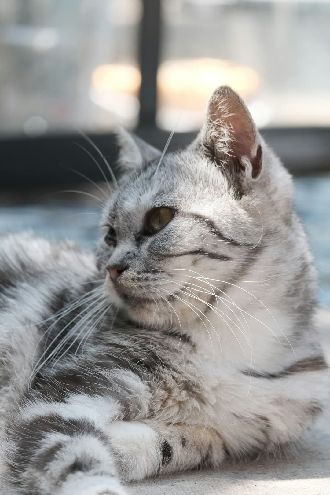 American Shorthair