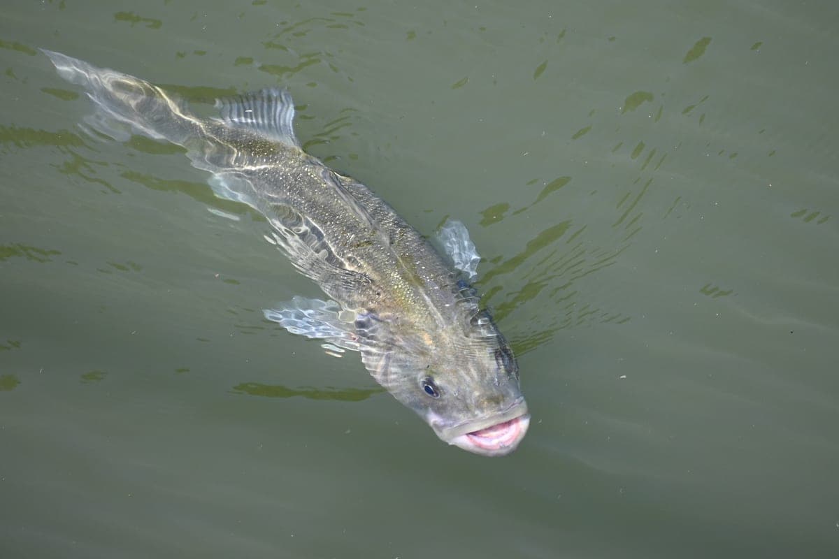 Bar-commun (Loup de mer)