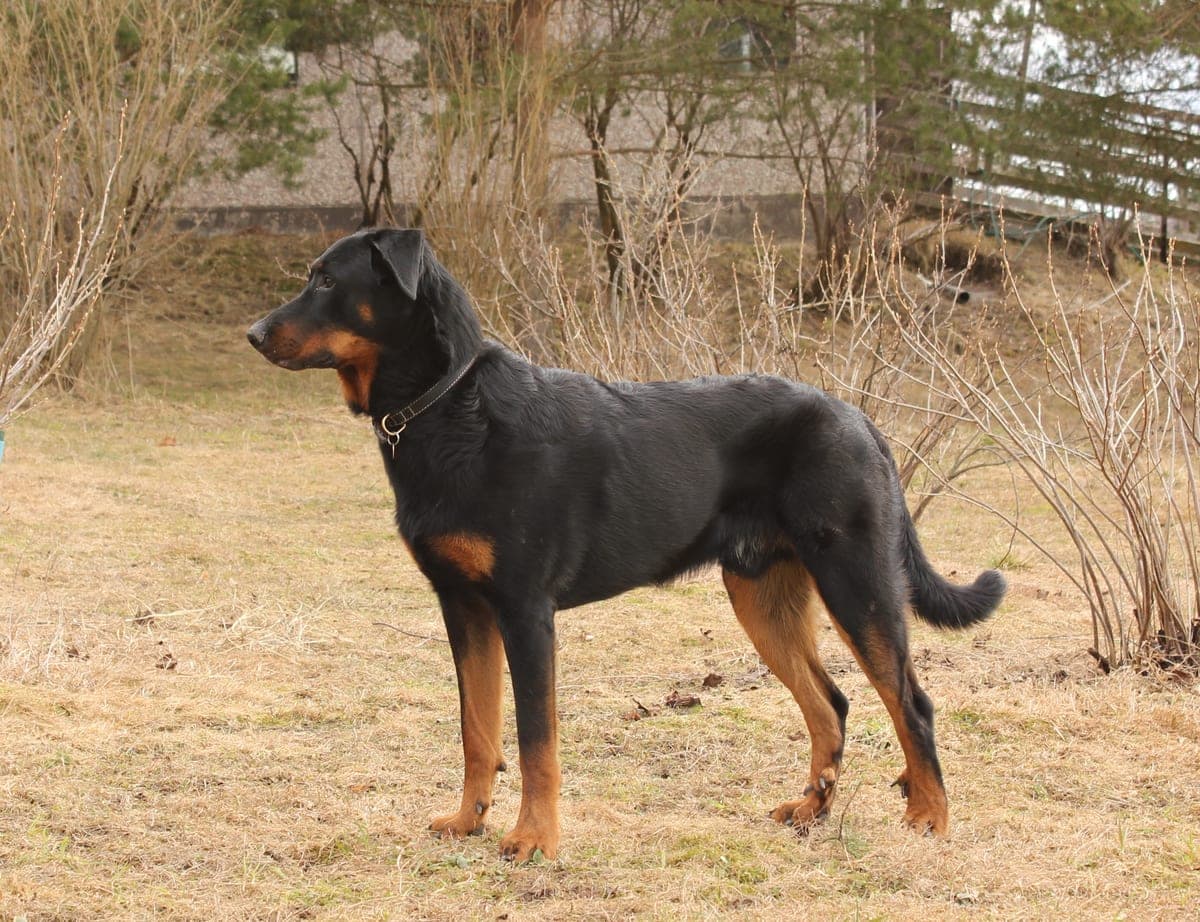 Berger de Beauce
