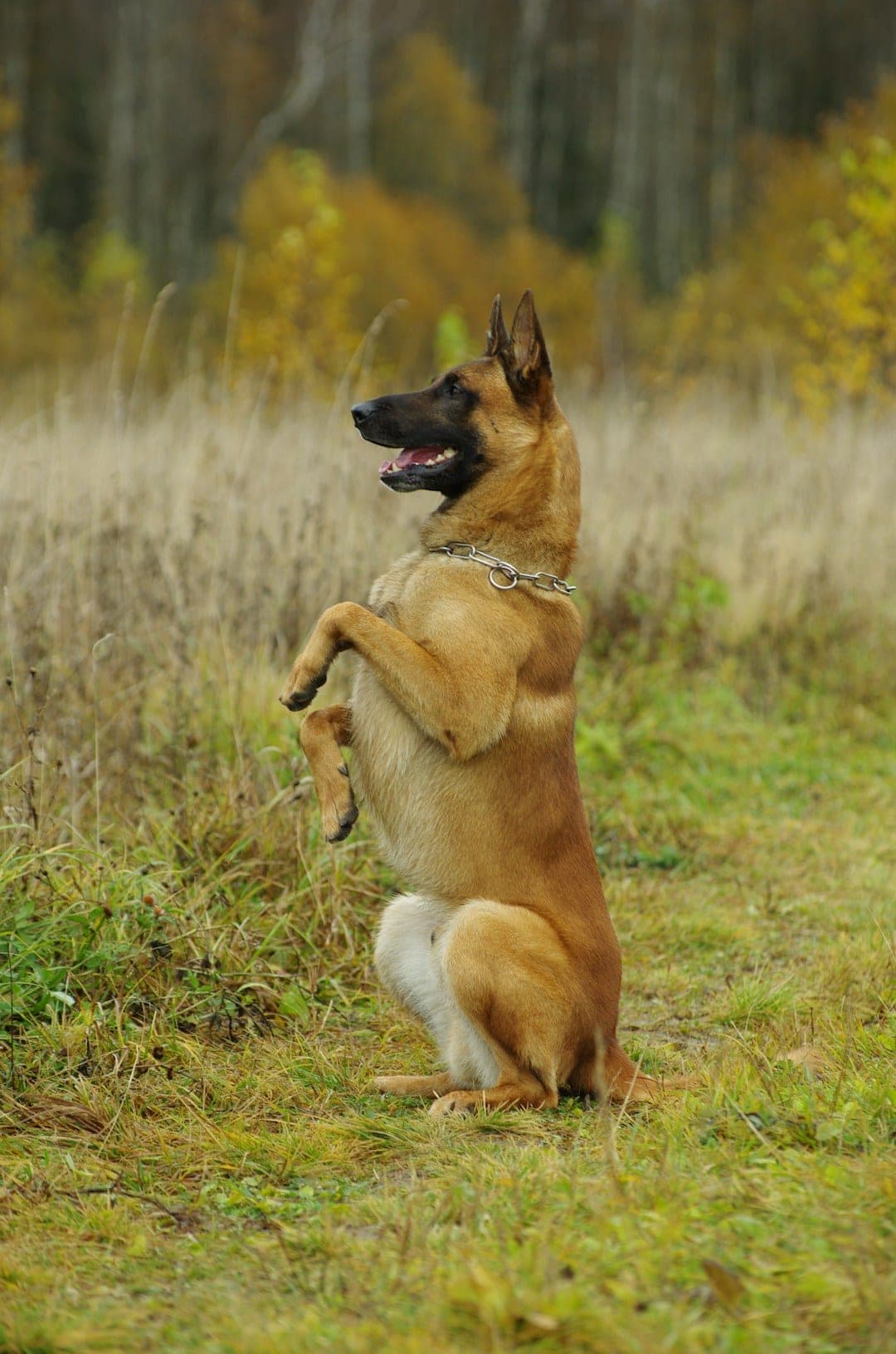 Berger de Malinois