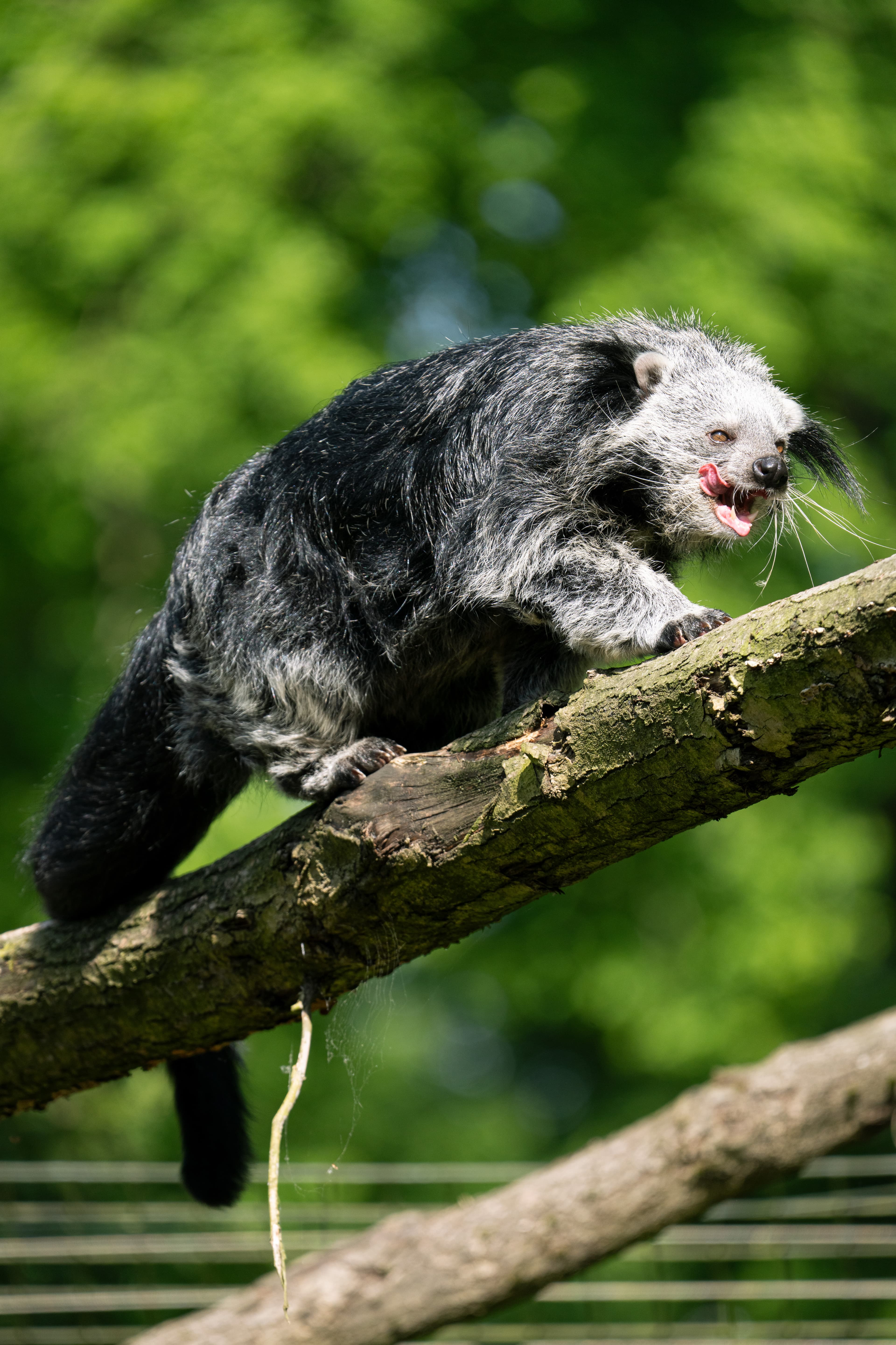 Binturong