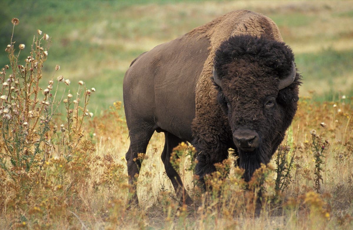 Bison des plaines