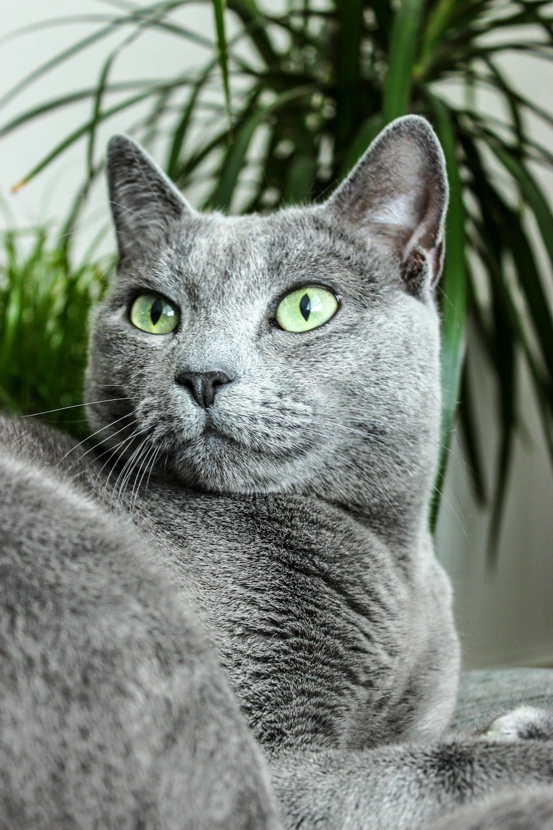 Bleu Russe