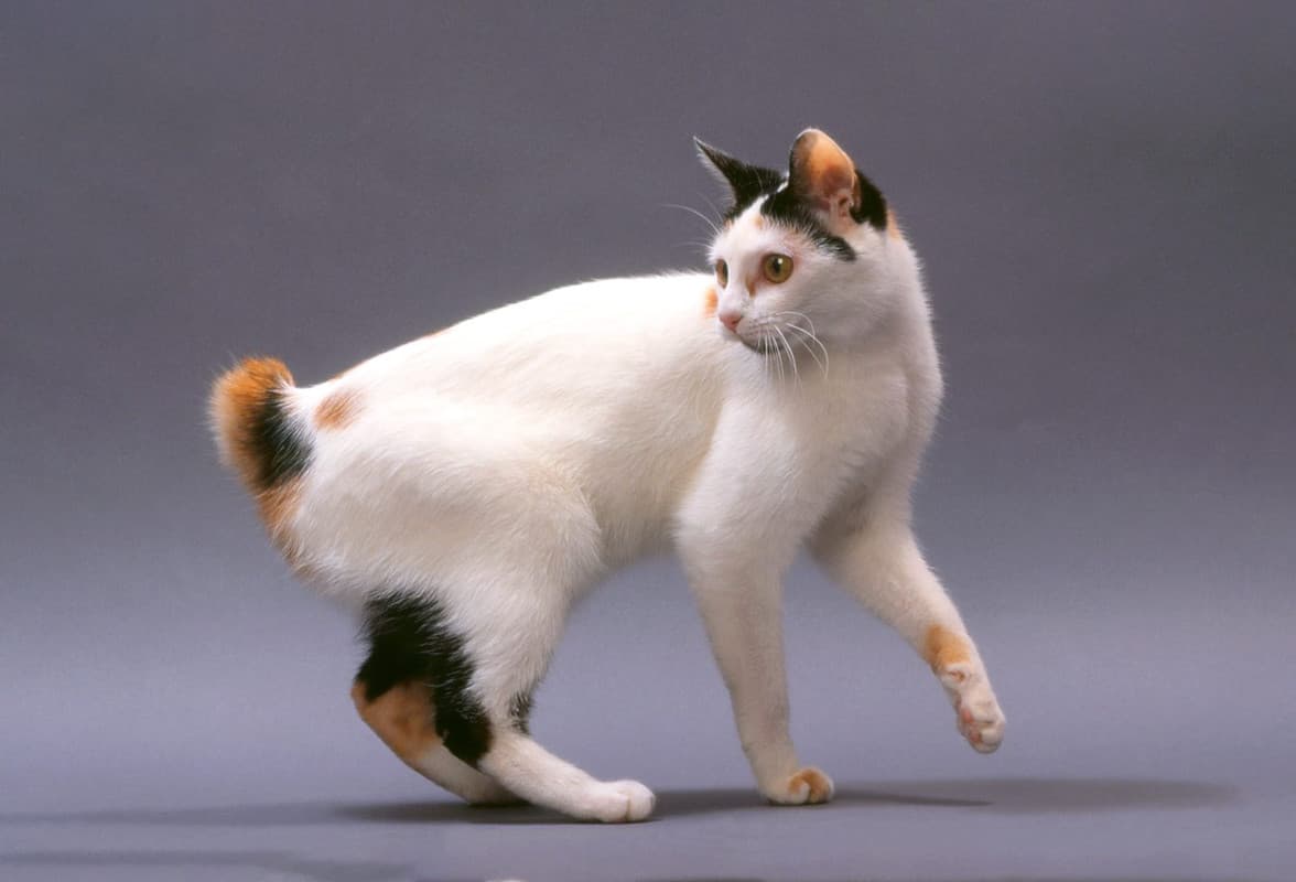 Bobtail Japonais