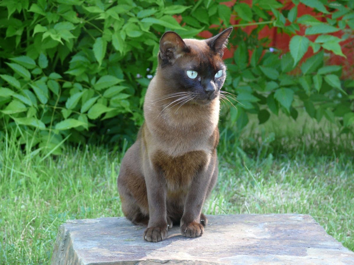 Burmese