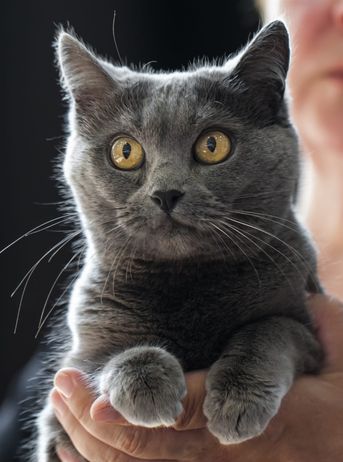 Chartreux