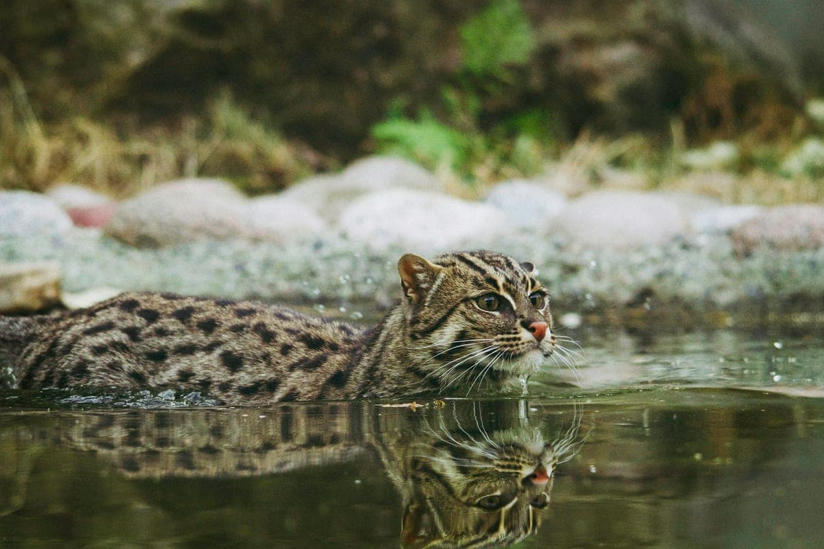 Chat Pêcheur