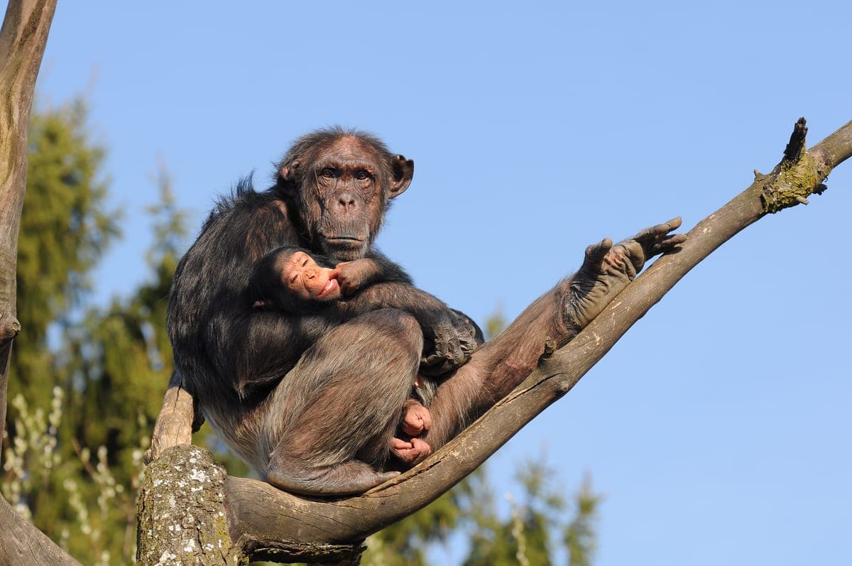 Chimpanzé