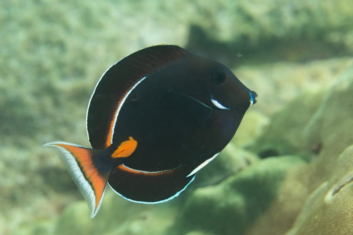 Chirurgien d'Achille