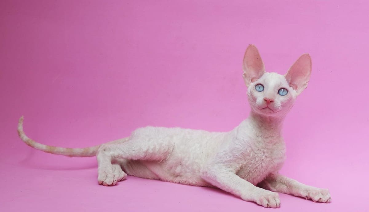 Cornish Rex