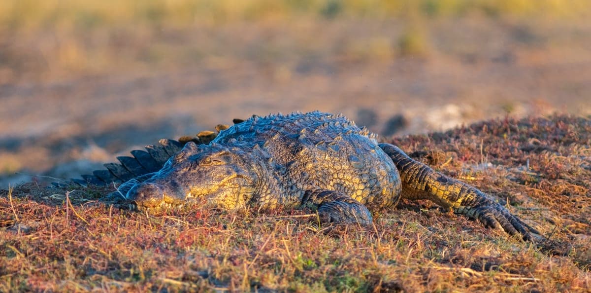 Crocodile du Nil