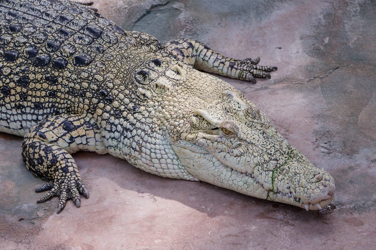 Crocodile marin