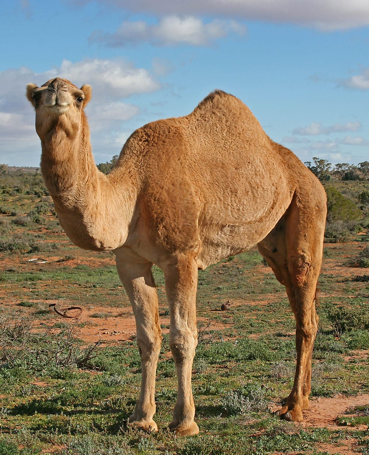 Dromadaire