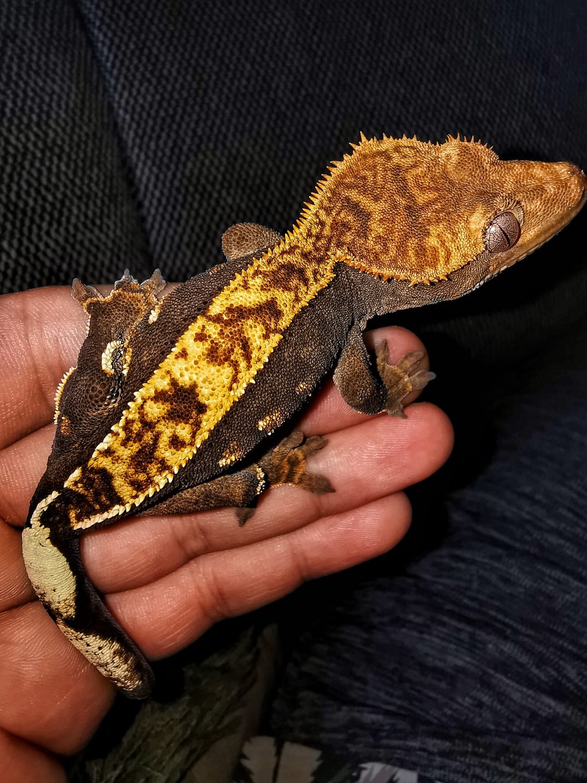 Gecko à crête