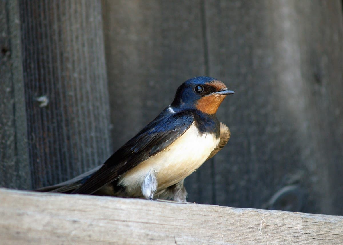 Hirondelle Rustique