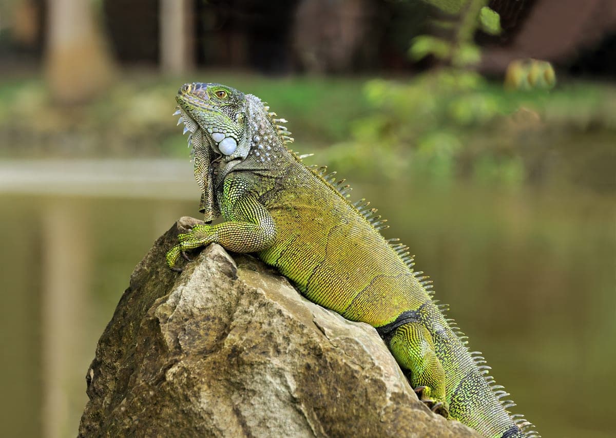 Iguane vert