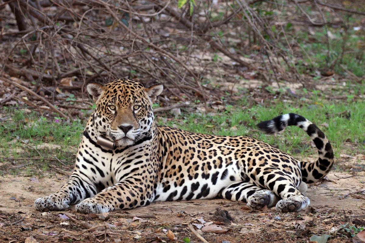 Jaguar