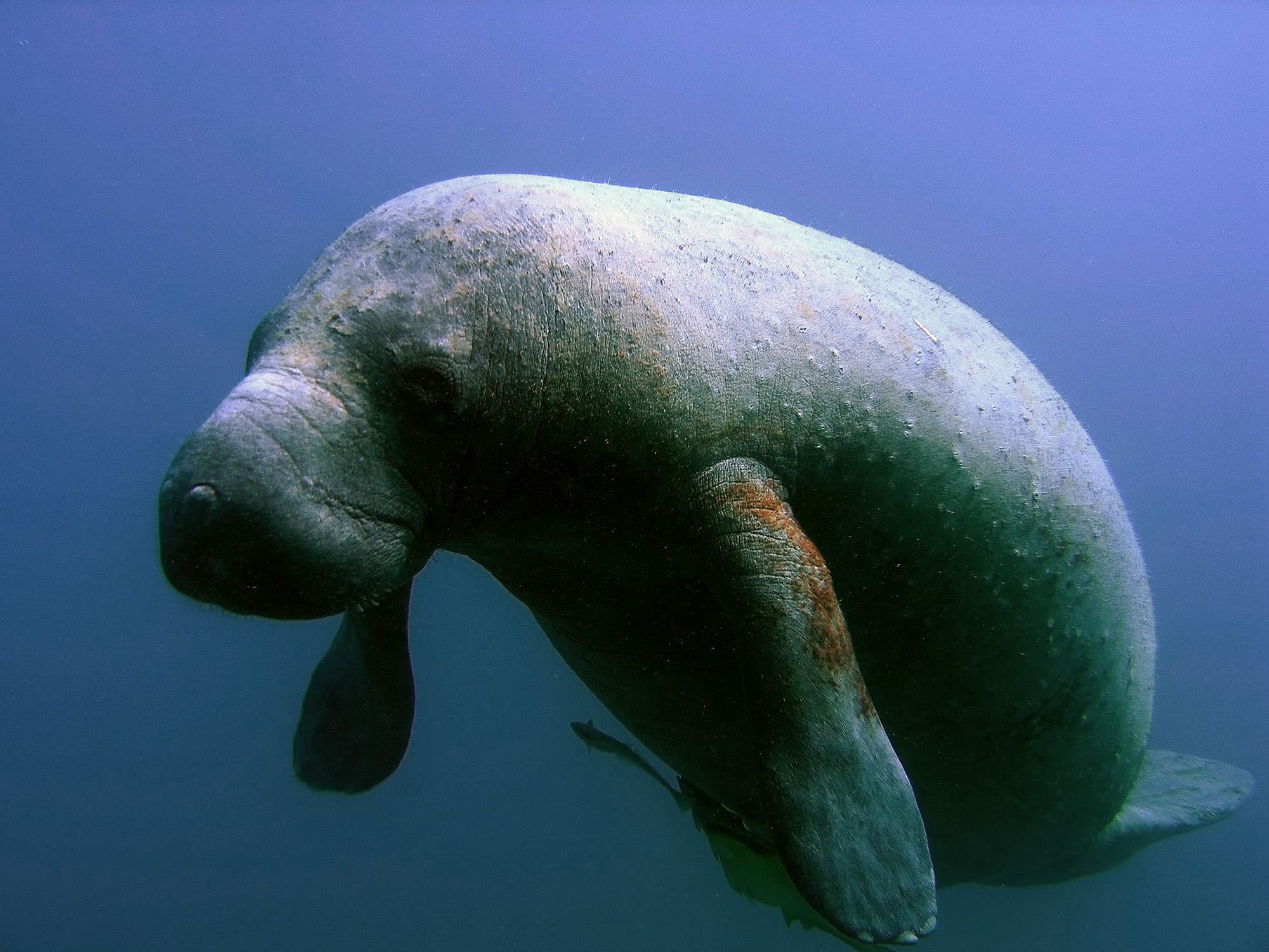 Lamantin des Caraïbes