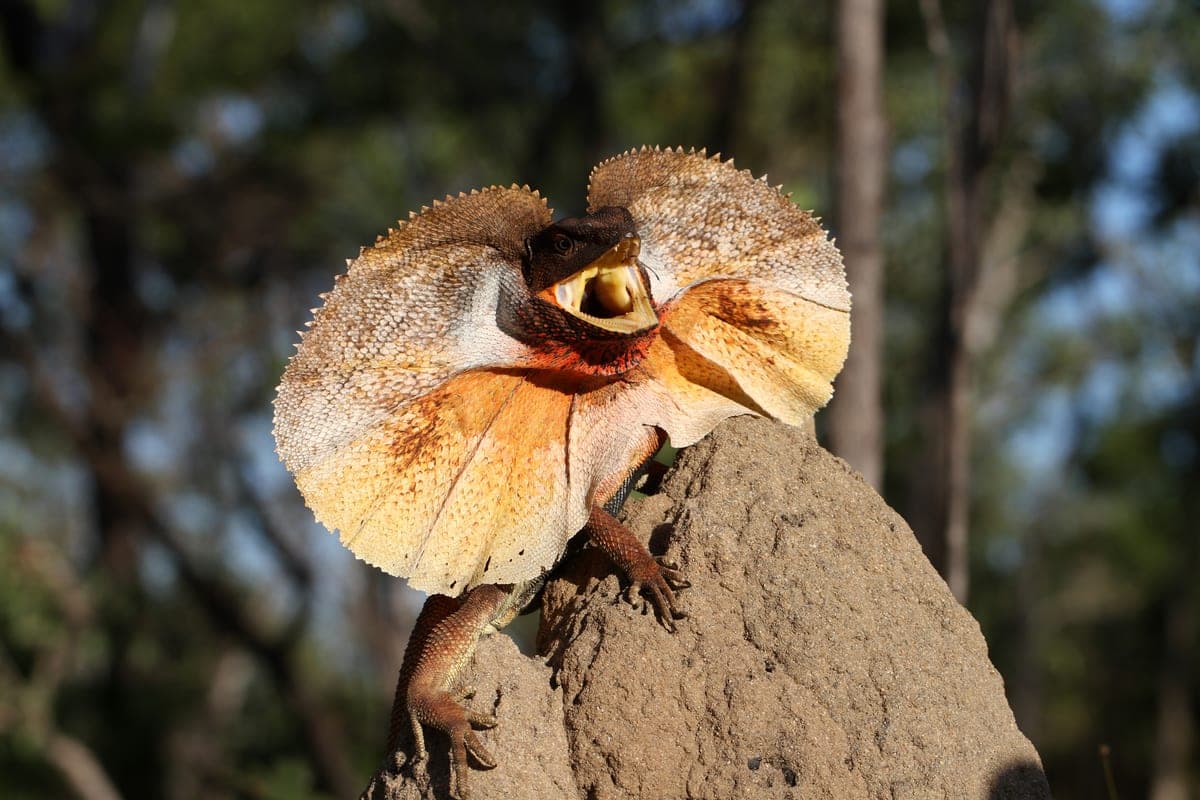 Lézard à collerette
