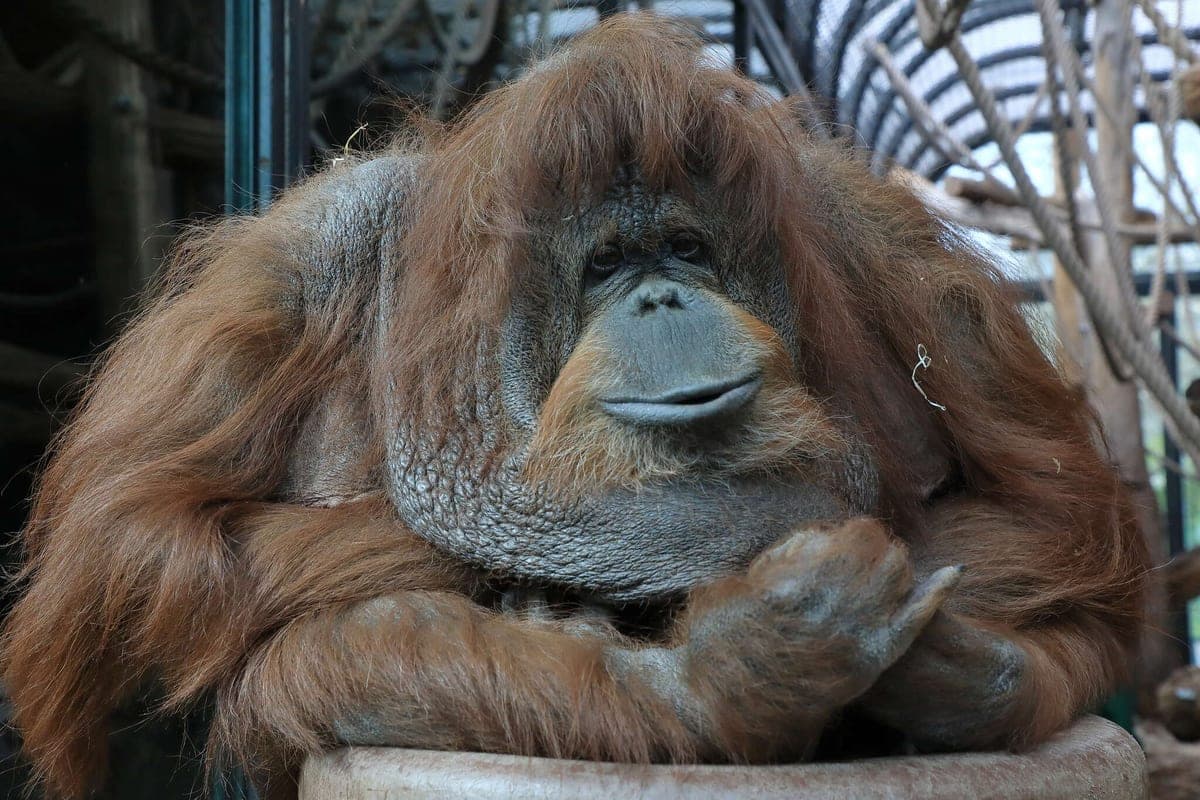 Orang-outan