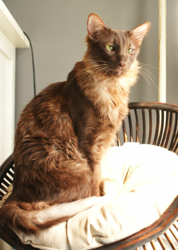 Oriental Longhair