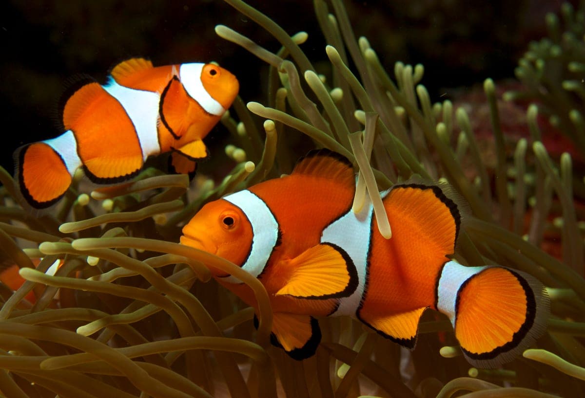 Poisson-clown