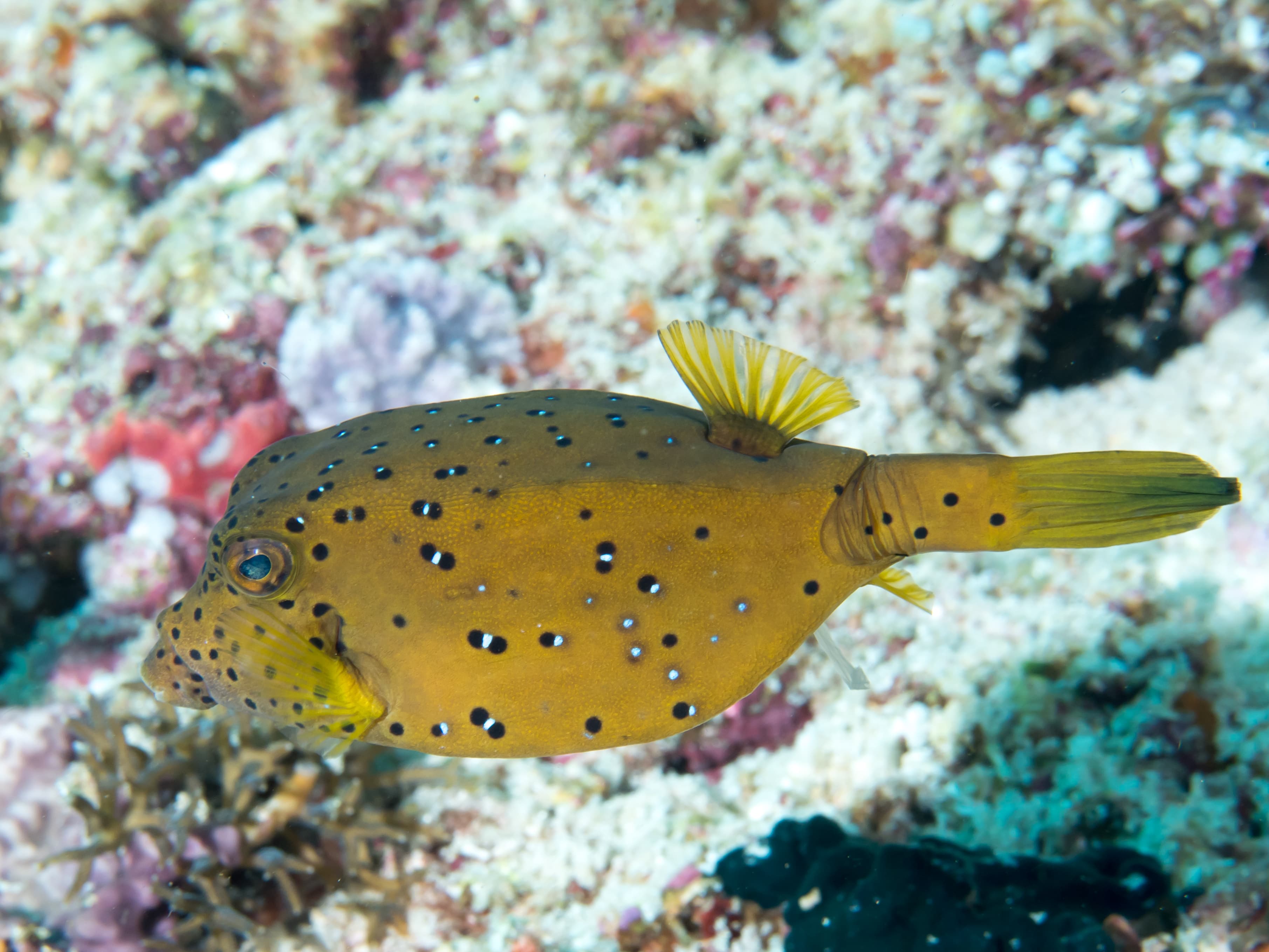 Poisson-coffre jaune