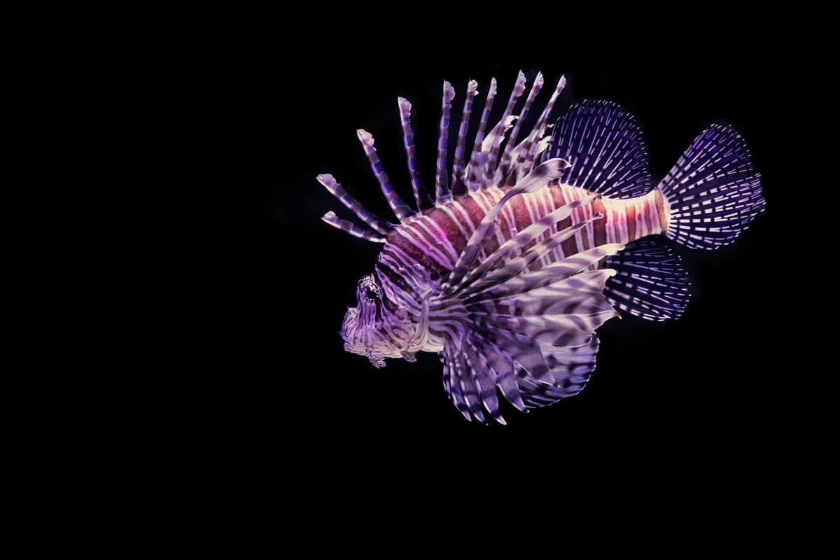 Poisson-lion