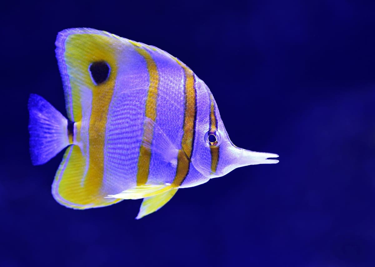 Poisson-papillon à bandes cuivrées