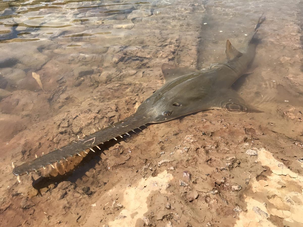 Poisson-scie commun