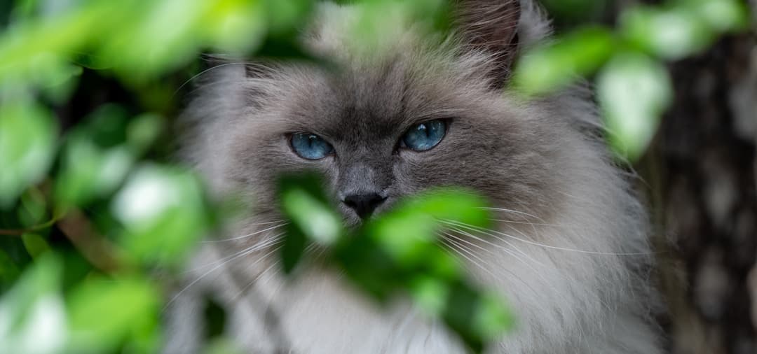 Ragdoll