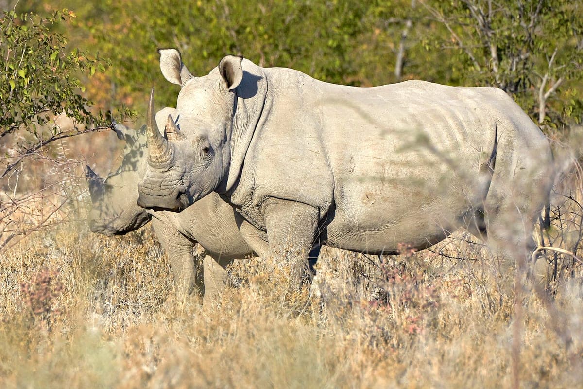 Rhinocéros blanc