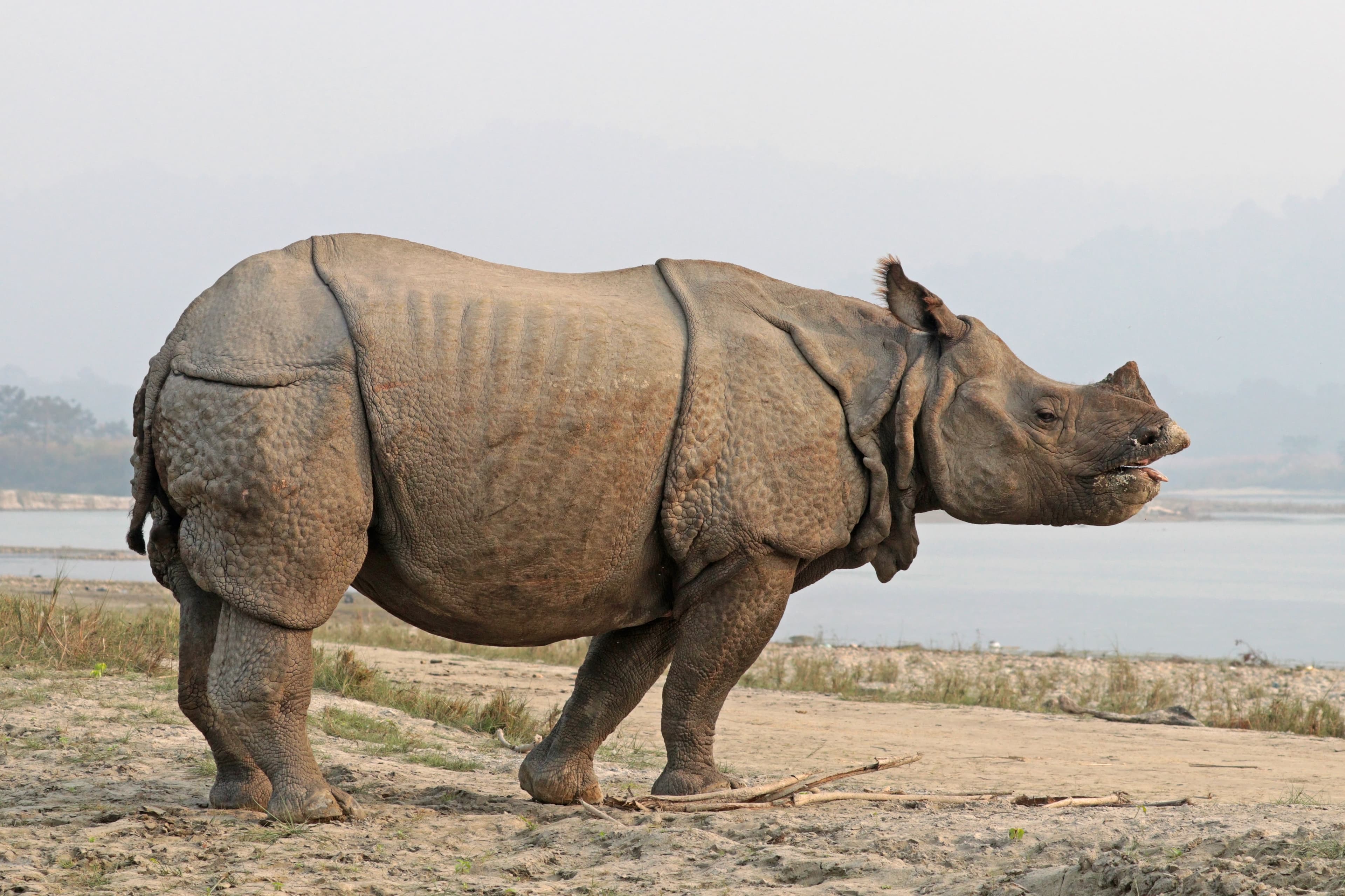 Rhinocéros indien
