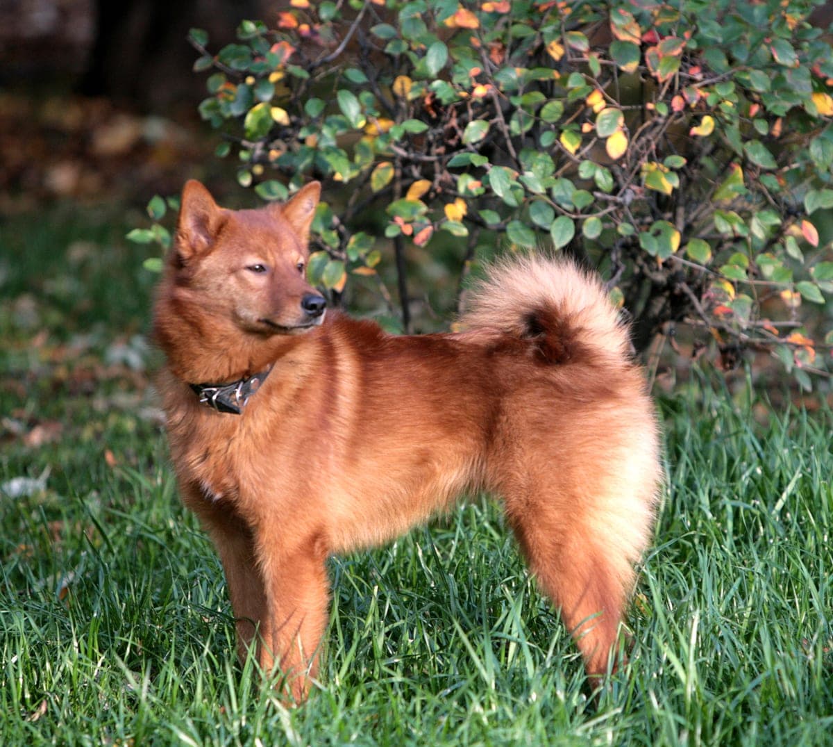 Spitz Finlandais