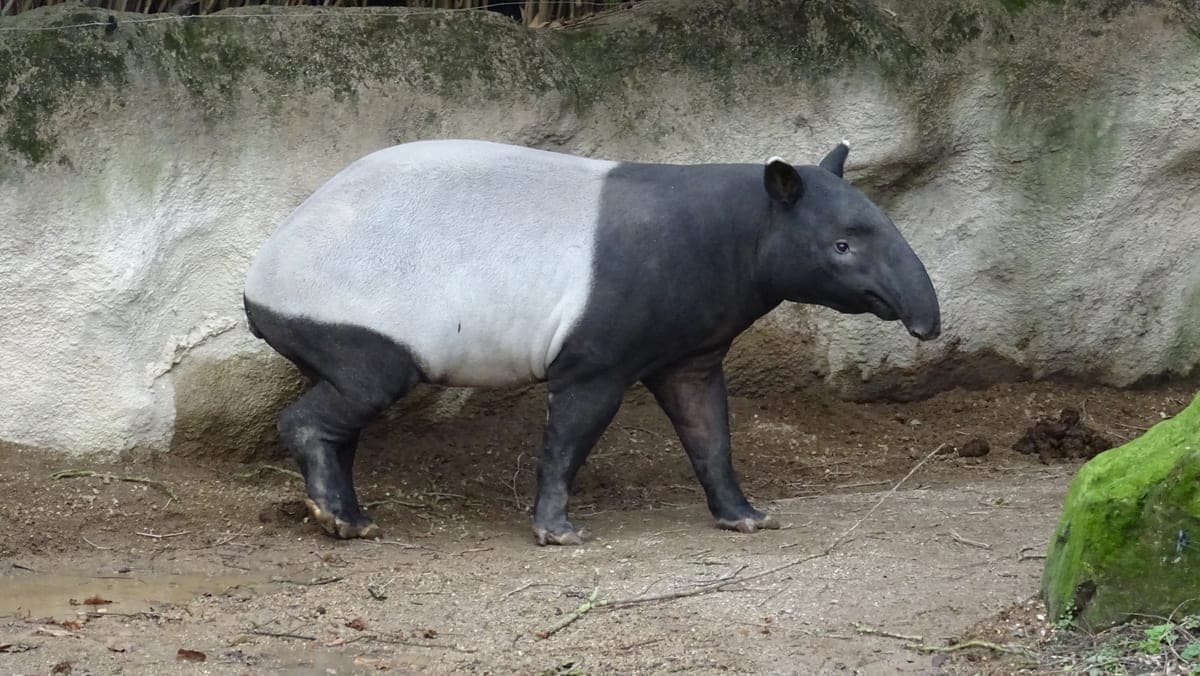 Tapir de Malaisie