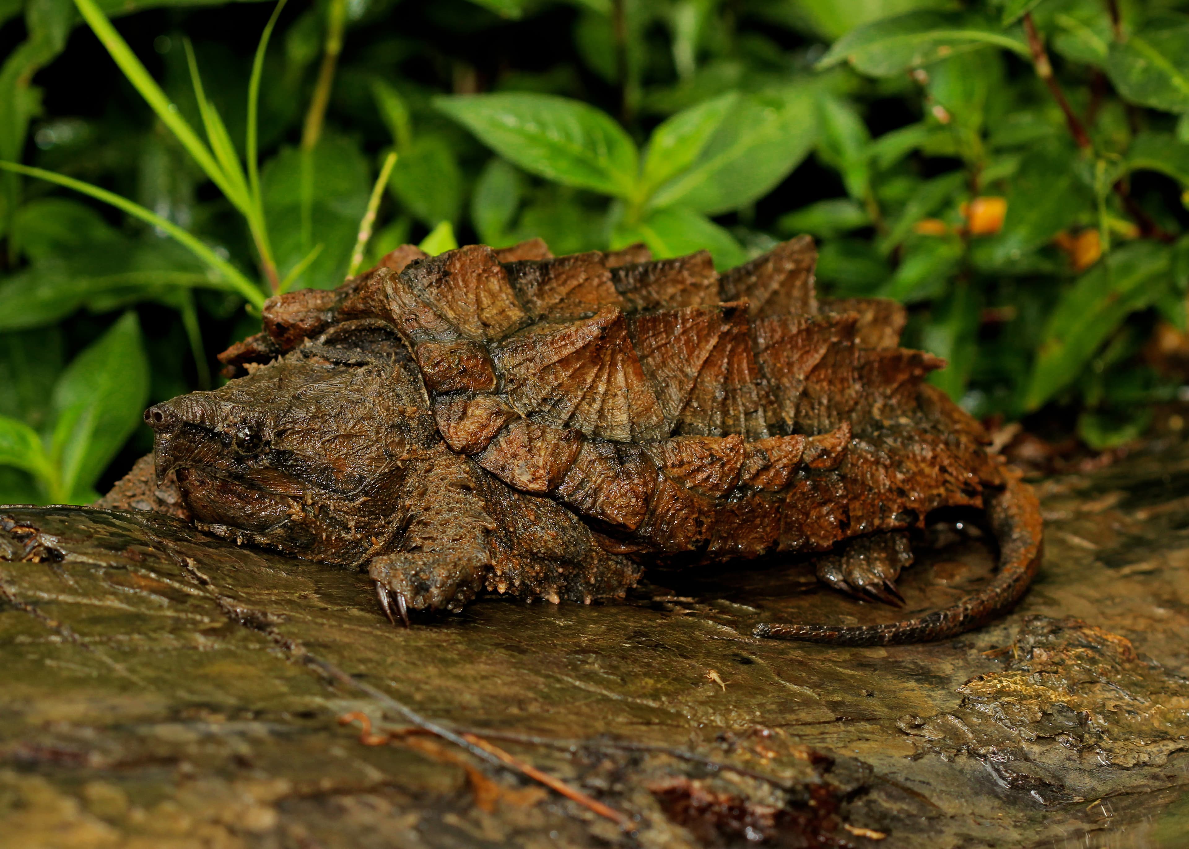 Tortue alligator