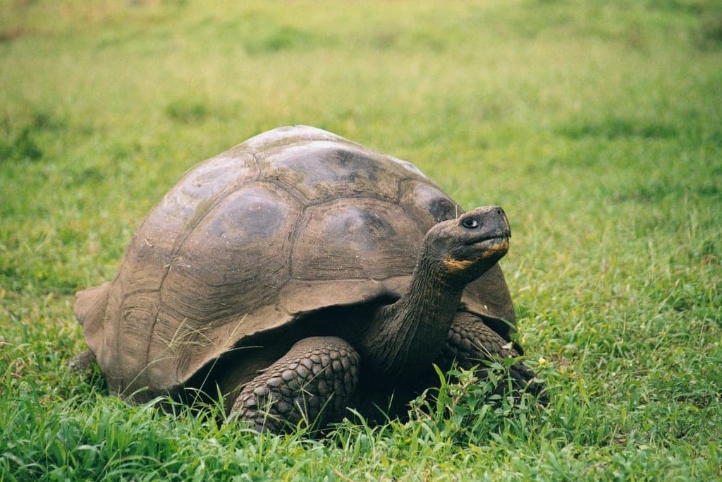 Tortue géante des Galápagos