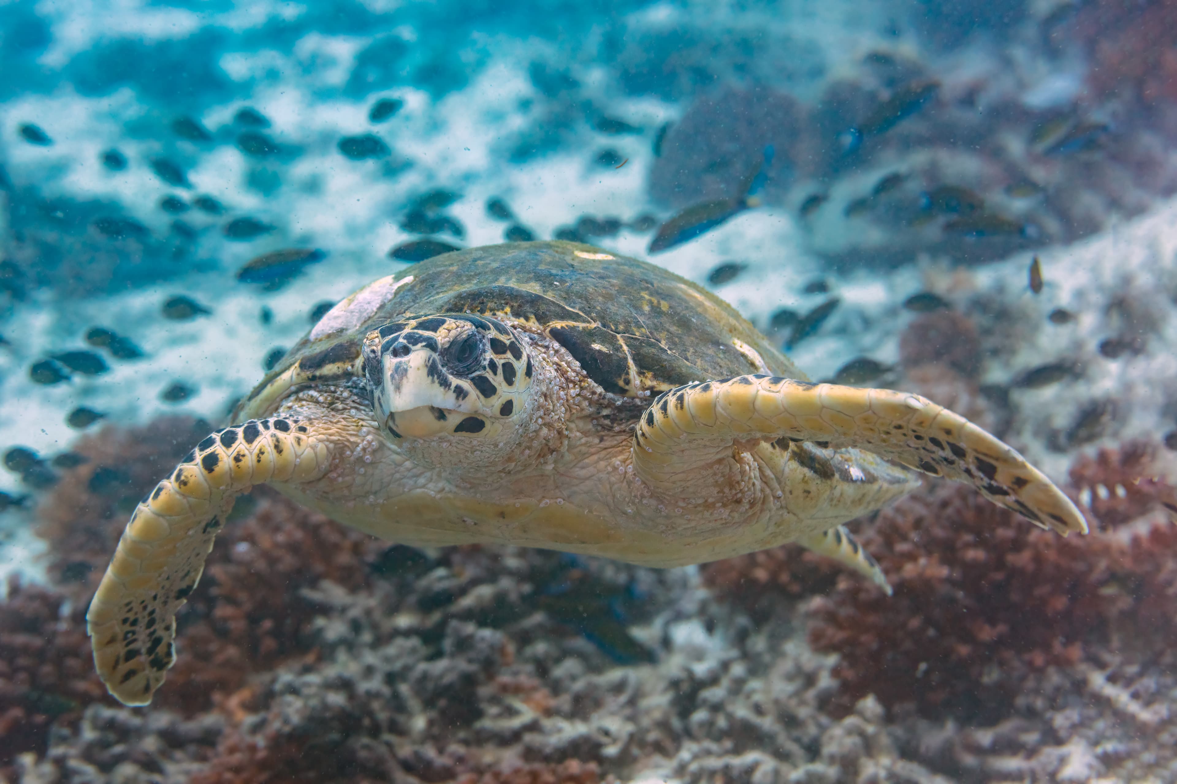 Tortue imbriquée