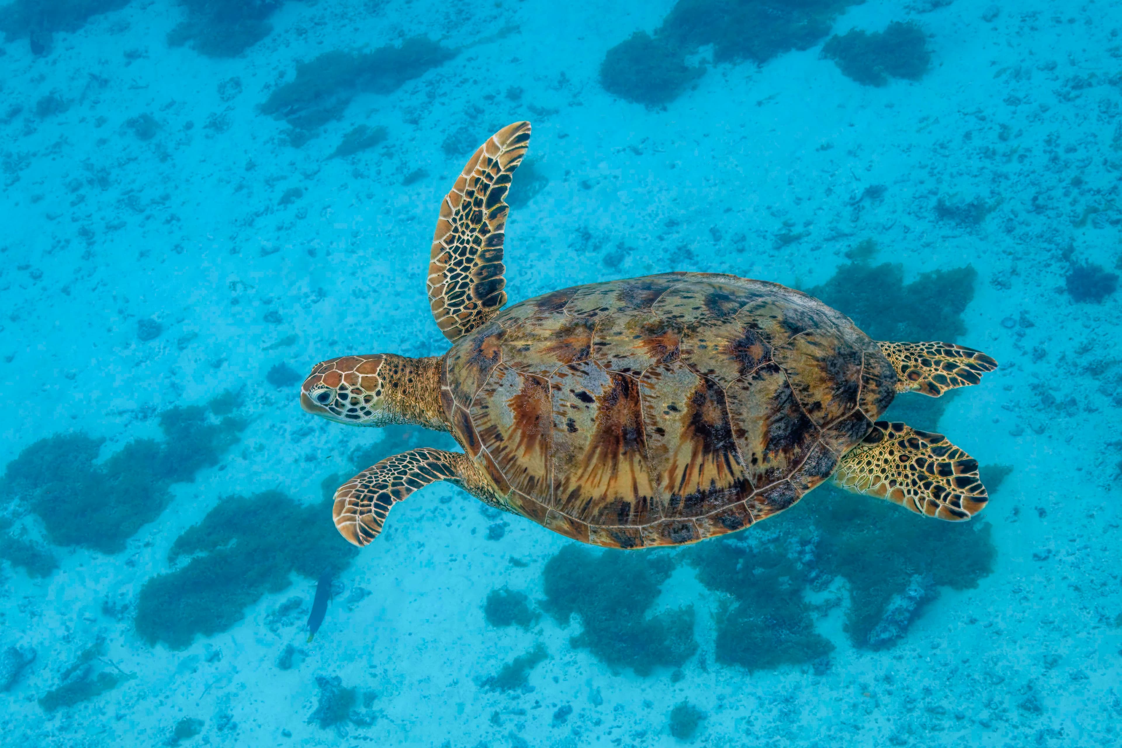 Tortue verte