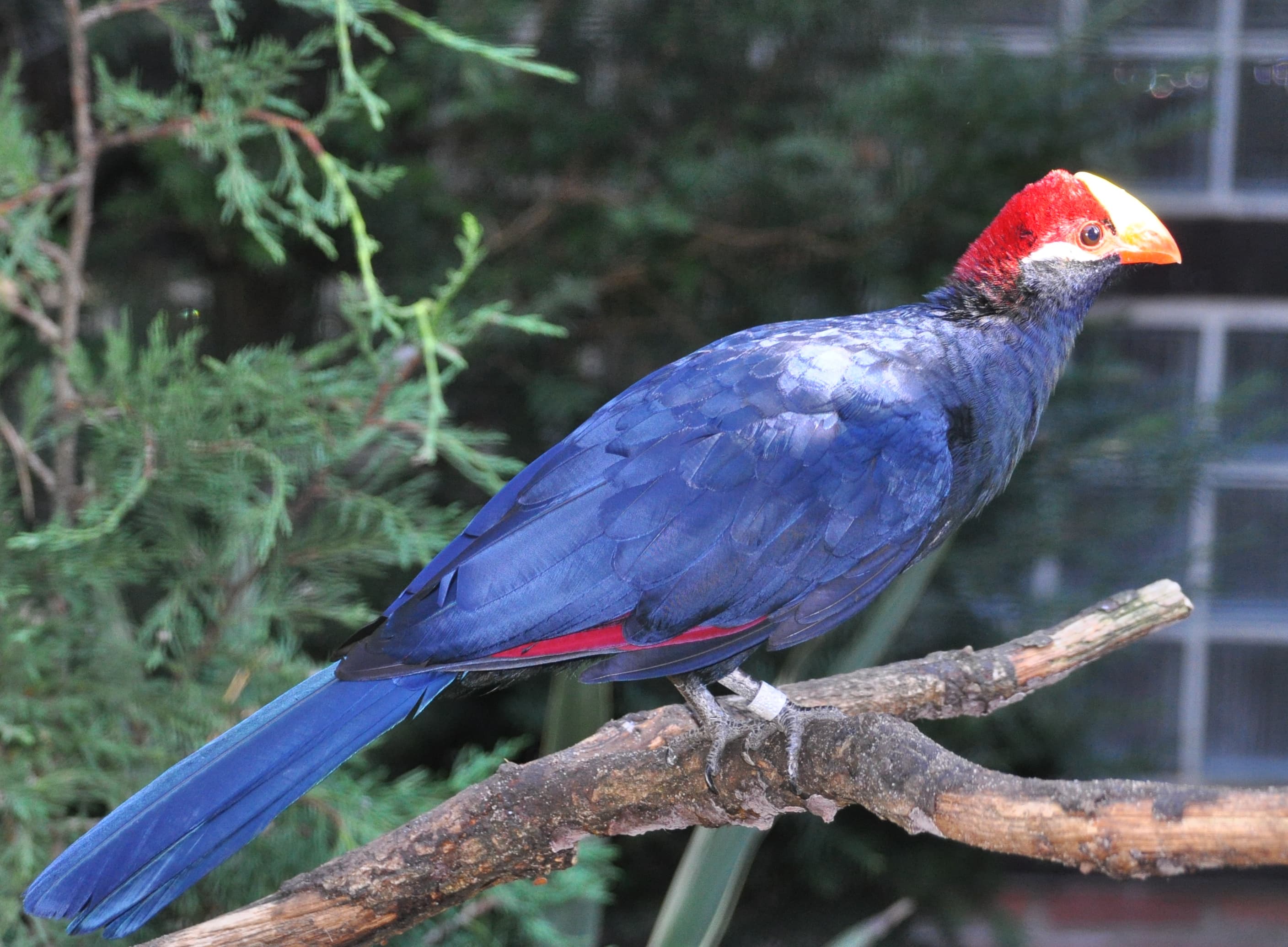 Touraco violet