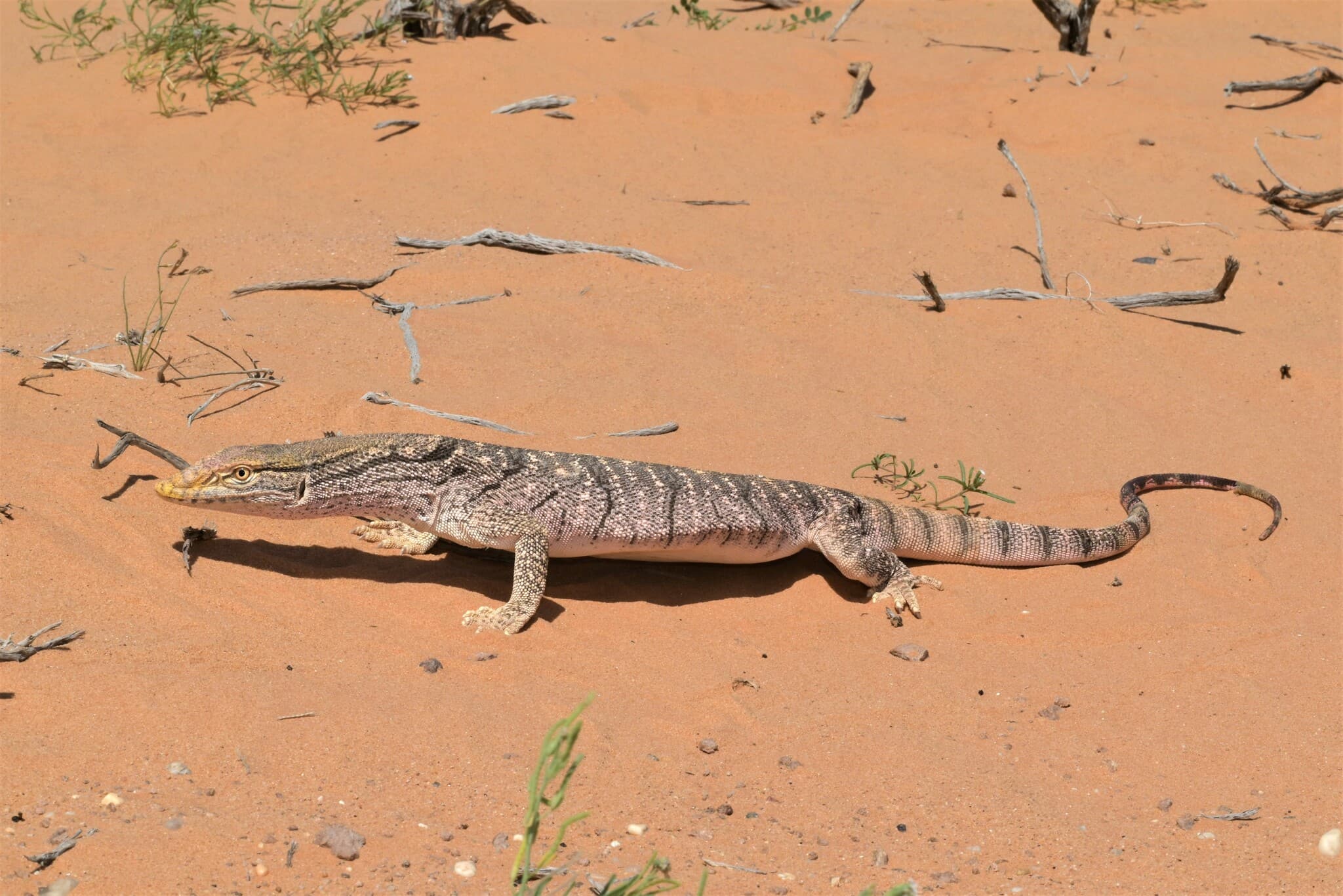 Varan du désert