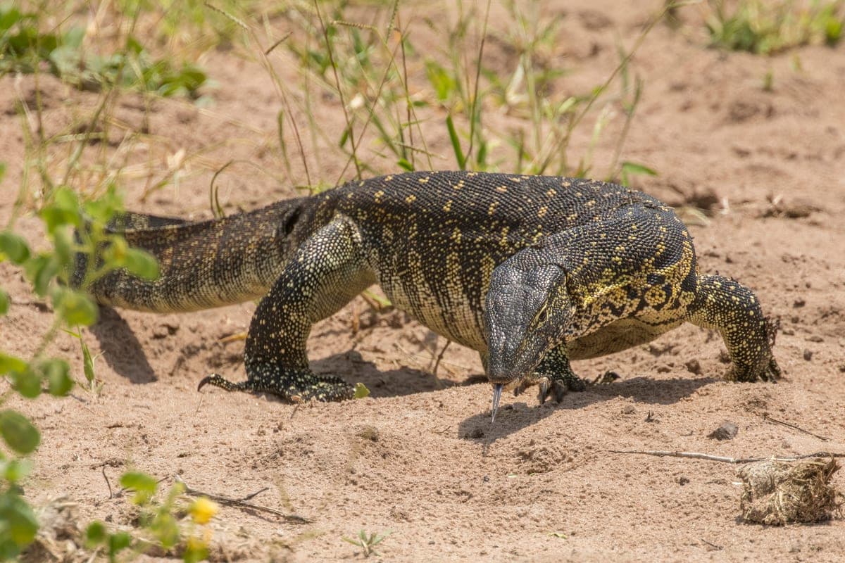 Varan du Nil